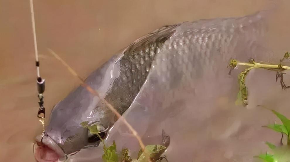 鲤鱼|寒冬钓鲤鱼，钓饵味型这样配，天气再冷，也有鱼口