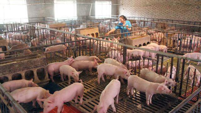 生猪供需陷入两极分化，头均亏损1500元，航天猪又要来了？