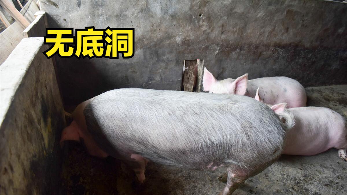 生猪价格 猪价跌成“一地猪毛”，牛猪积压超27%，8元一斤保不住了？