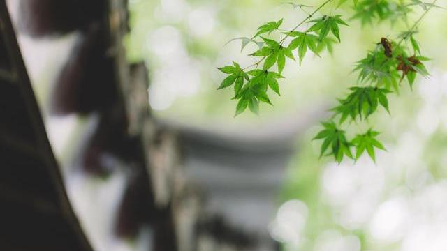 Tomato特摸头|古风语录：看过春风十里，见过夏至未至……