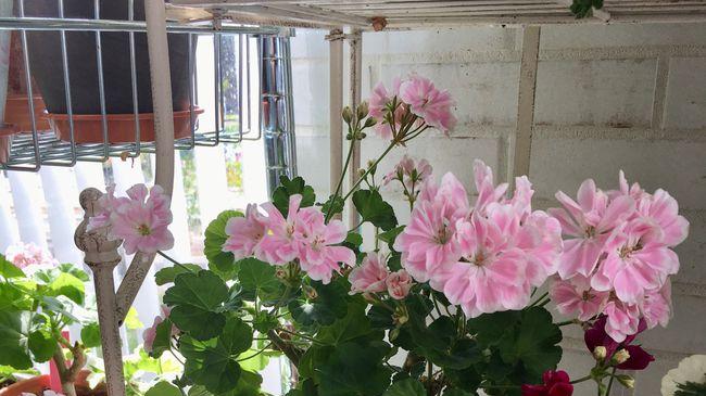 阳台还有位置，养盆“童话故事”吧，颜值高，好养活，四季有花看