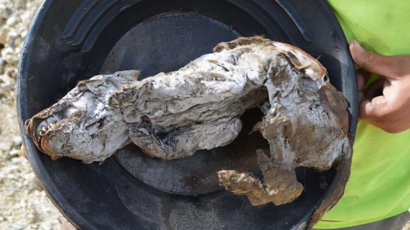 遗骸 北极永冻土现5.7万年前生物遗骸，尖牙清晰可见，人类应提高警惕