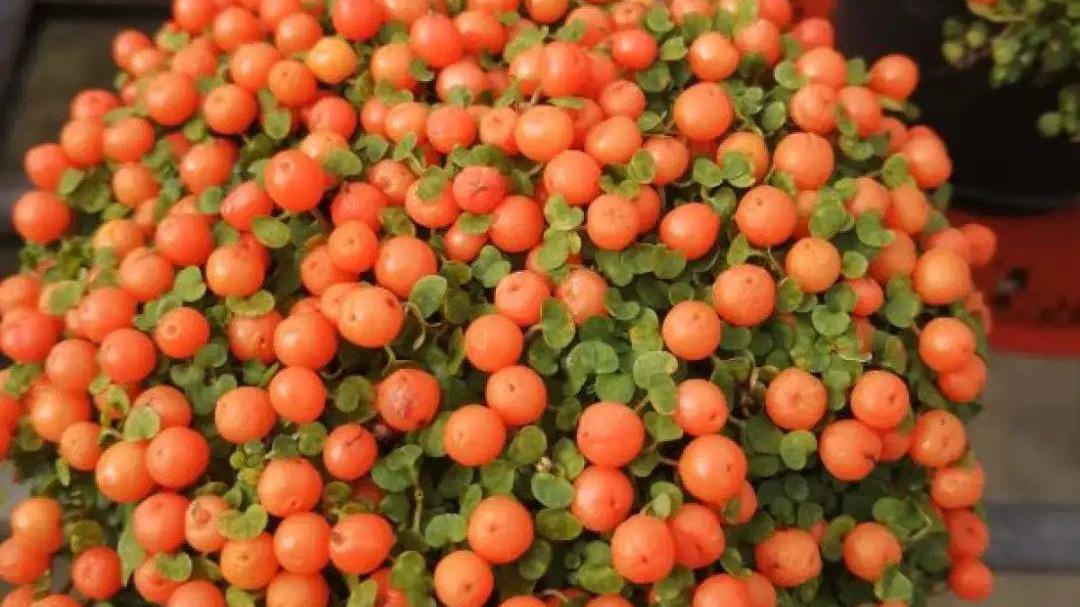 6种“观果植物”，小果实挂满枝头，半年不落，喜庆又好看！