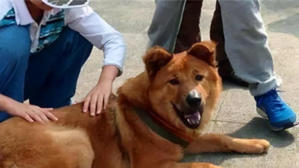 芷兰小时光 揭开狗子不咬未见面家人的谜团