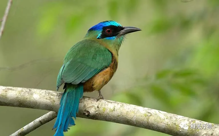 气候变化正在改变亚马逊鸟类的身体，体重越来越轻，翅膀越来越长！