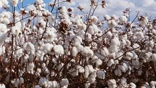 棉VS麻，这次我选麻！为什么？看完你就知道！