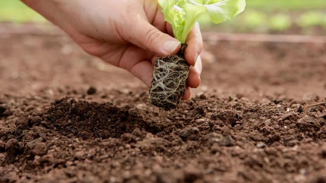 有机农业食品真的没有任何化肥和农药吗？揭开有机农业的神秘面纱