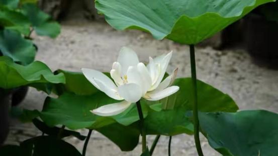 蜜桃心理|一旦爱了就无法自拔的3大星座：一个执着、一个深情、一个专一