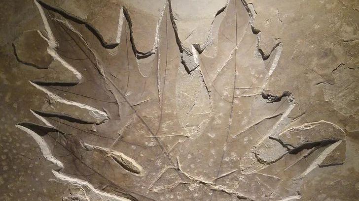 生命科学 2300万年前的“木乃伊叶片”，揭开了珠峰出现绿色生命的谜团？