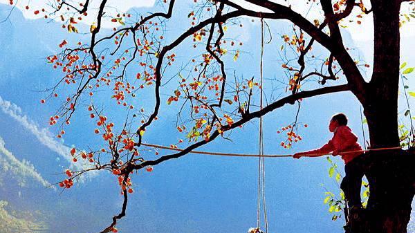 霜起柿子红，许你事事如意