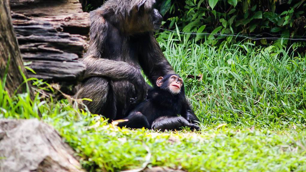 黑猩猩 黑猩猩第一次被发现吃掉大猩猩？科学家：黑猩猩喜欢吃年轻猴脑