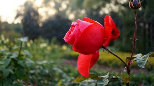 离雨微凉|从不过问你这些事的男人，不是信任你，而是不在乎