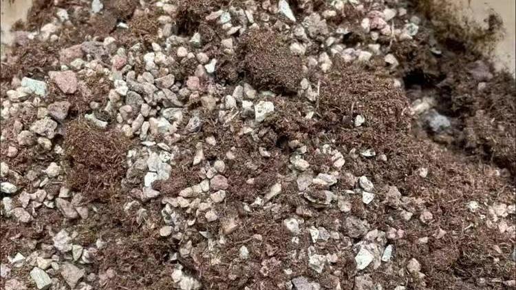 向阳园艺|养多肉的“通用配土”，不要乱花钱了，买这2样土，养多肉足够