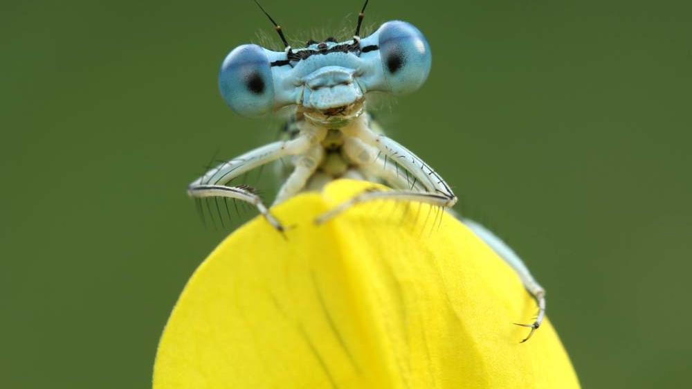 昆虫摄影不会拍？掌握这5个技巧，拍出清晰生动的昆虫照片