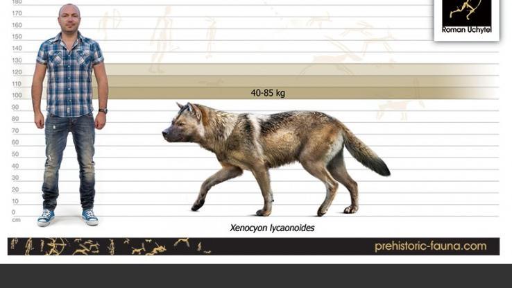 遗骸 德马尼西发现野狗遗骸，180万年前与人类比邻而居互盗食物