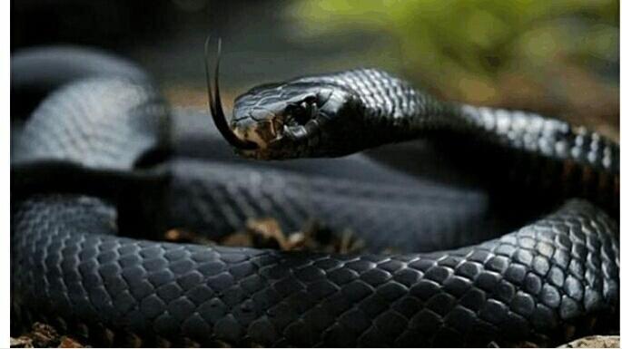 黑曼巴蛇 黑曼巴蛇，“六大绝技”，成就全世界最可怕的毒蛇！