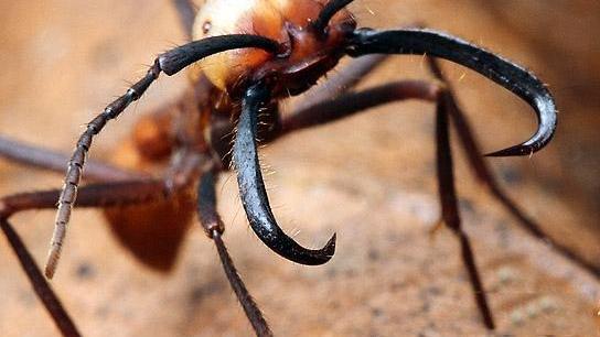 行军蚁究竟是怎样的蚂蚁？它们为什么会进入“死亡漩涡”？