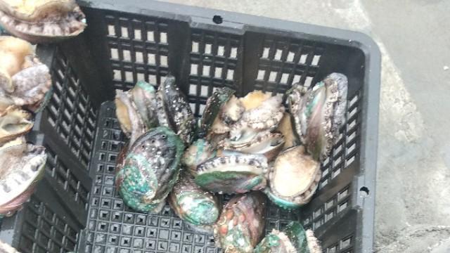 旧街旧巷等旧人|你认为如果游客捡青岛养殖鲍鱼一事发生在国外，舆论会如何反应？