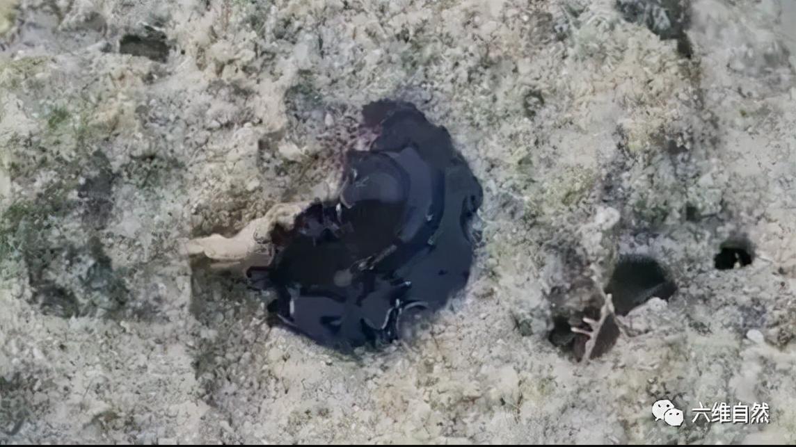 海洋中一只黑色海扁虫捕食小螃蟹，就像毒液一样，用身体缠食猎物