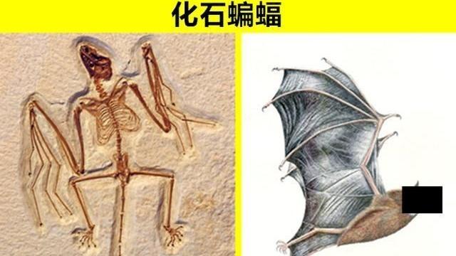 化石 鲜少有人能够知晓的，8个只存在于史前文明的神秘动物