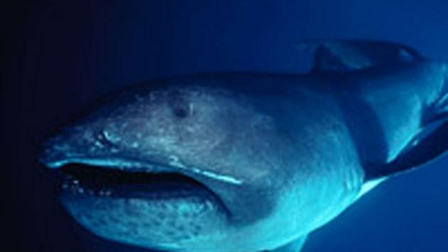 火星 地球历史上的八大鲨鱼巨兽