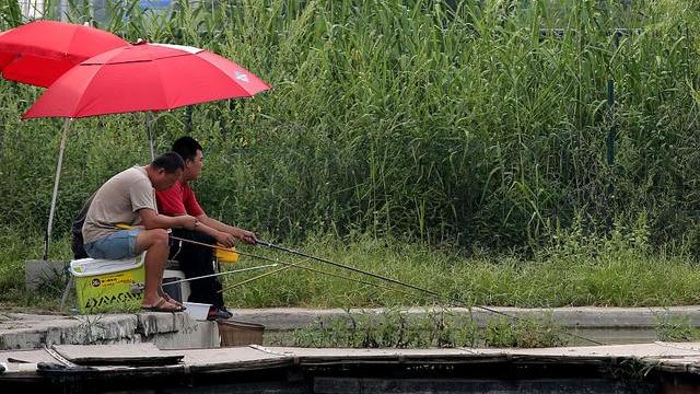 鲤鱼|涨水钓鲤鱼，掌握这三个技巧，鲤鱼排着队进窝