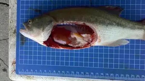 开春鱼瘟爆发，越冬期间保健很重要，这几点要注意