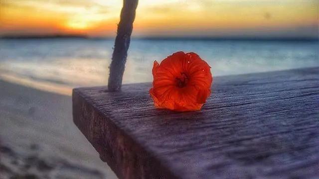 情感语录生活感悟|早晨很美的一句话，简短精致，沁人心脾！