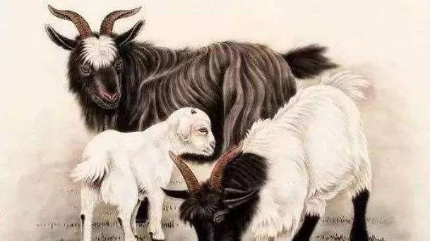 哪些生肖的女人最有心机