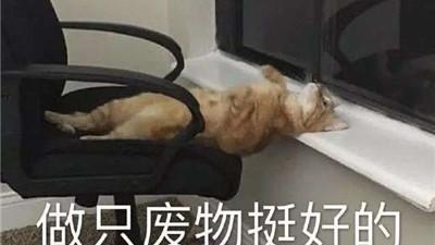 桉月|表情包：超级可爱又超级有意思的表情