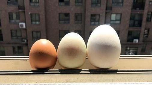 鸡蛋、鸭蛋、鹅蛋，哪个更有营养？医生告诉你答案