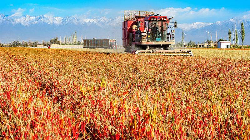 猪肚|只因解释了辣椒的“热”和薄荷的“凉”，获得了本届诺贝尔生理学或医学奖