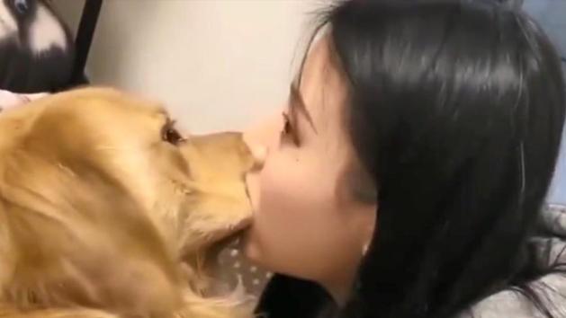 丁其琛|老婆喝高了把金毛当成我又亲又咬，我怀疑她在装醉