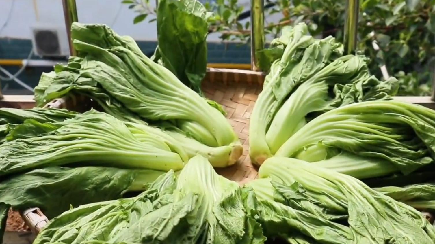 羊肉|不需要盐，三到五天就能让芥菜变酸，口感脆爽