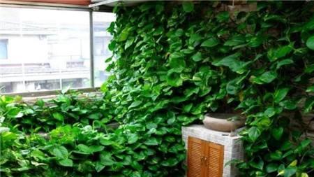 这些绿植放厨房可吸收油烟净化空气，呵护家人健康一定要养几盆！