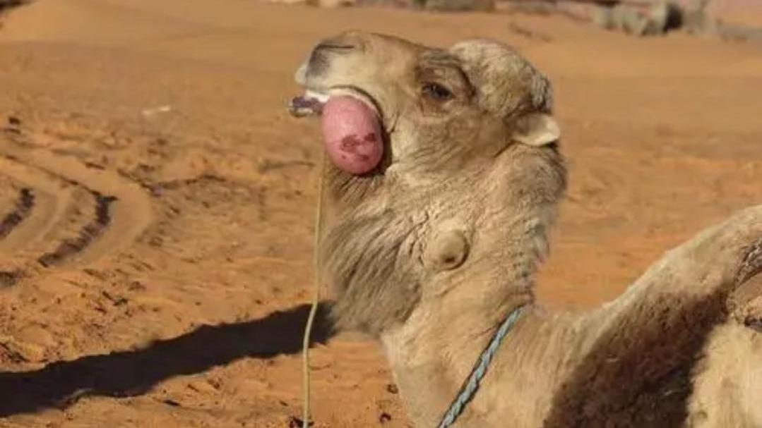骆驼 骆驼从嘴里吐出来的粉红色肉球是什么？有什么用？