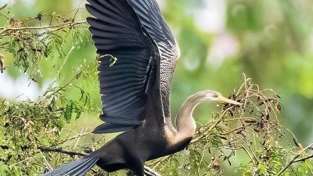 云南瑞丽，绝迹90年的神秘大鸟“重出江湖”，是好兆头吗？