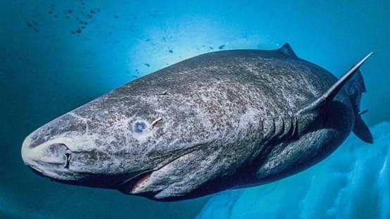 颠覆认知的鲨鱼！活了512岁，156岁的时候才刚成年