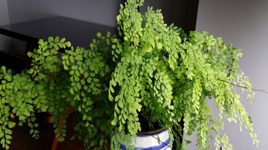 6种花，适合养在卫生间，吸潮气除异味，厕所变成“绿植园”