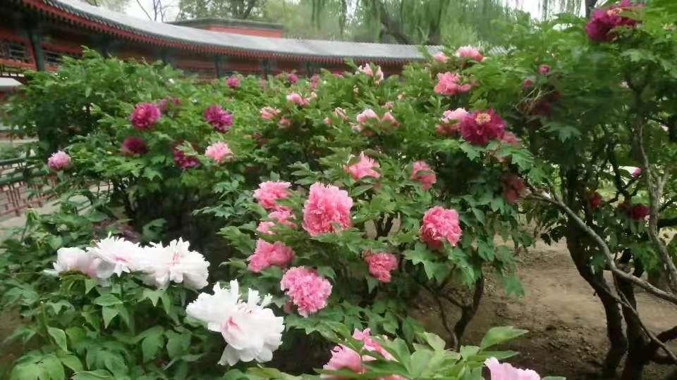 喵小喵情感故事会|我和老公卖了广州的蜗居，去丽江开客栈，“诗和远方”并不美好！