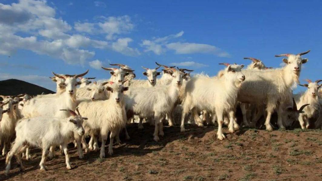 鸡蛋|陕北铁锅炖做成半成品 安塞地椒羊肉借盒马出塞