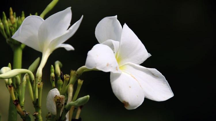 芨芨草001|人性的自私：我是真心希望你好，但你最好不要比我好