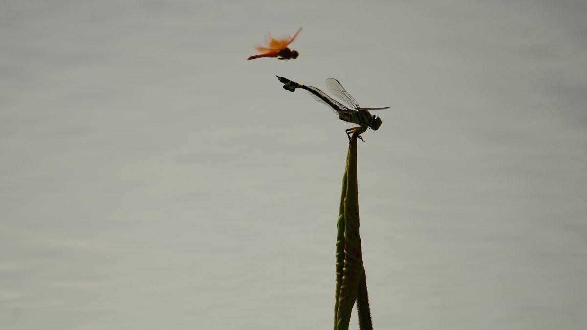 百艾堂|处暑时节：肺气大旺！借助天时排痰湿、护脾胃、养正气！