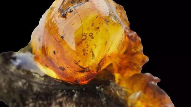 科学家 科学家发现“史前蚂蚁”，被困了9900万年，咬食猎物被定格至今