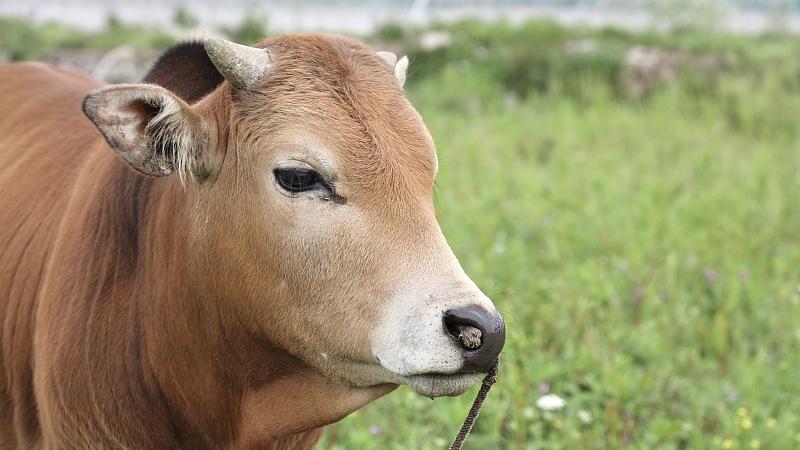 筱筱雨菲|水牛力气比黄牛大，为什么人们反而喜欢养黄牛耕地呢？