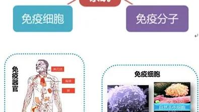 黎明扭转乾坤|“免疫力过高”是引起各种免疫性疾病的罪魁祸首？
