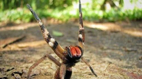 侯旭 这种蜘蛛的毒性有多强？男性被咬后，竟会出现“生理反应”