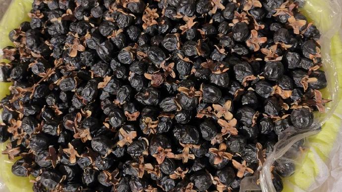 柿子|丁香枣：好吃的小“柿子”