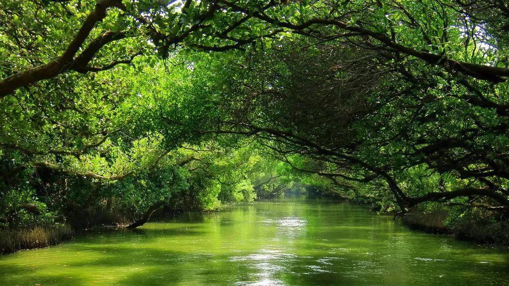 亚马逊河 亚马逊河到底有多可怕？是“生命王国”，却被称为人类的“禁区”