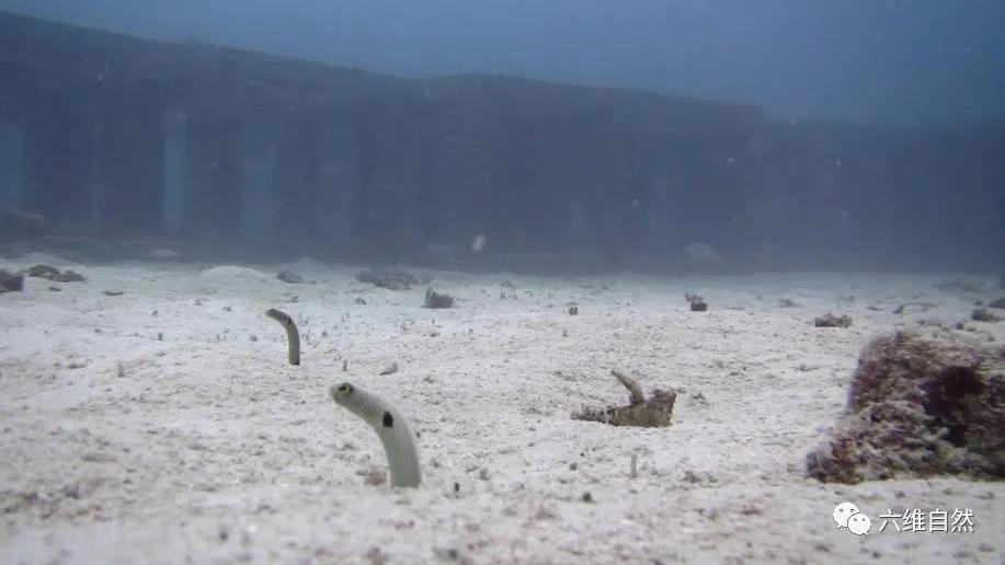 六维自然 水族馆两条花园鳗相互争吵，张开嘴对峙，吓得小花园鳗钻入泥沙中